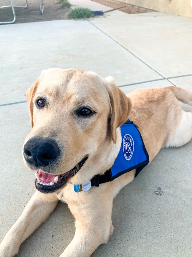 Labrador Retriever