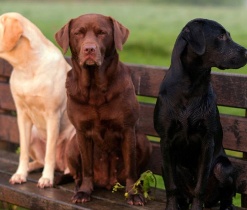 Labrador Retriever