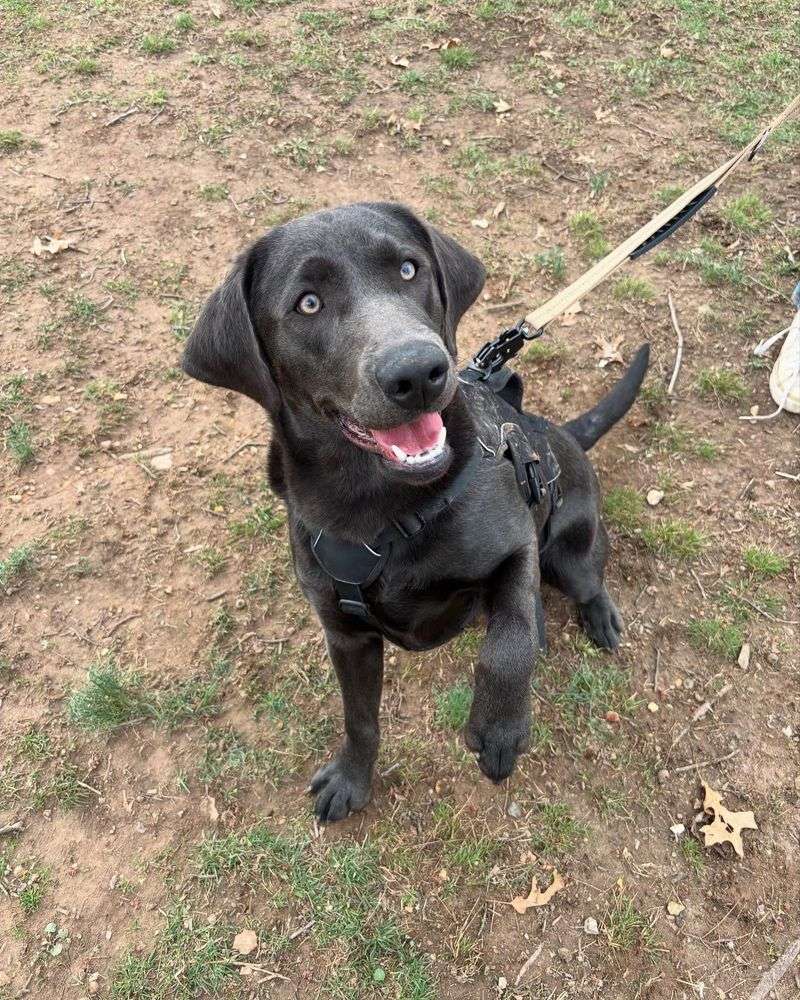 Labrador Retriever
