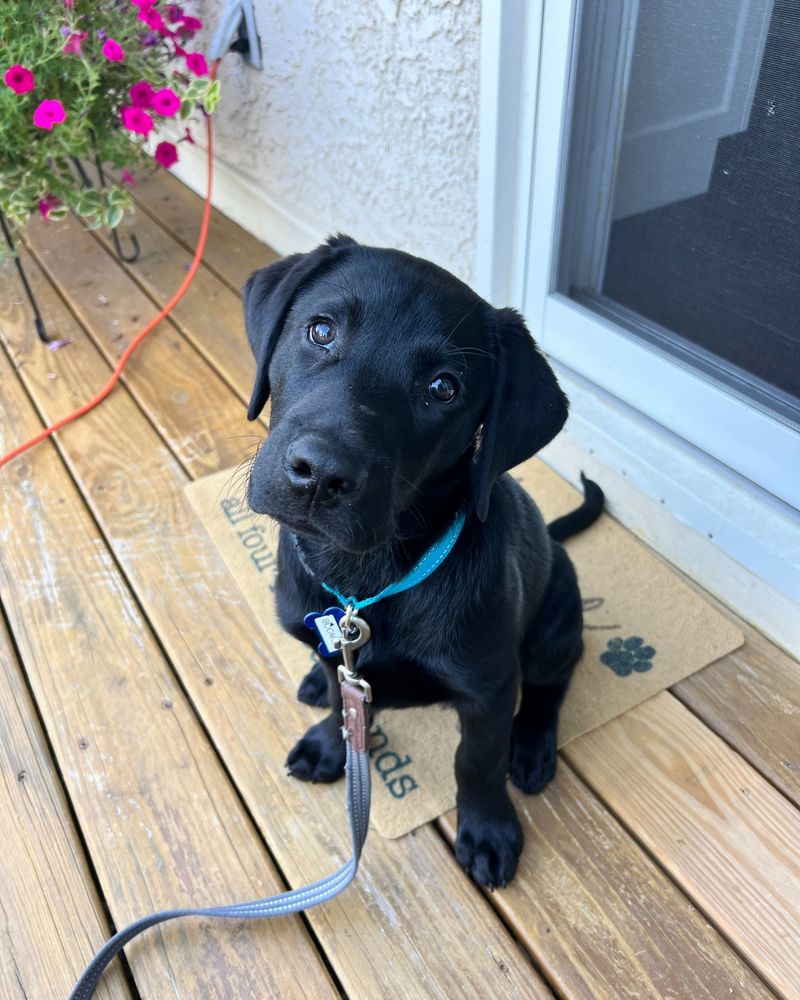 Labrador Retriever