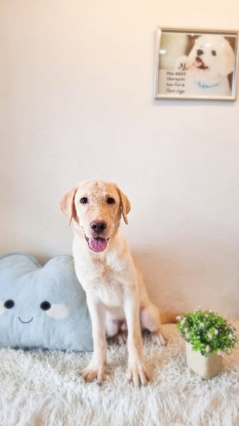 Labrador Retriever