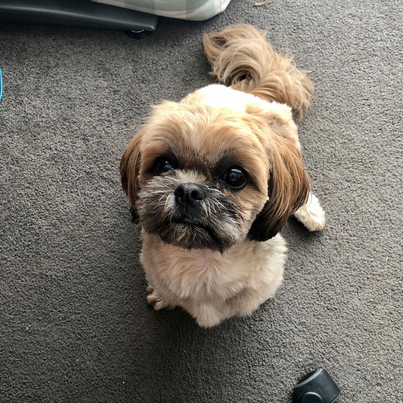 Shih Tzu