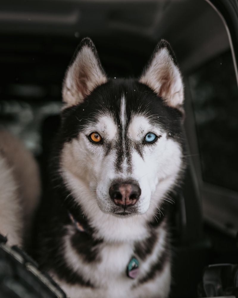 Siberian Husky