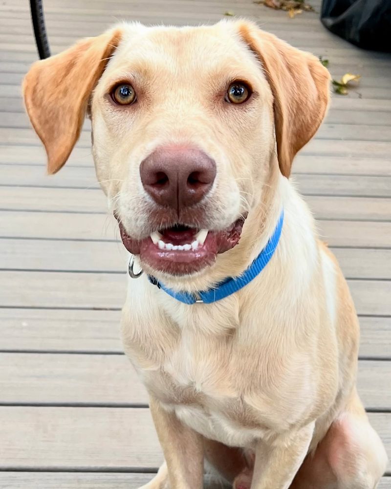 Labrador Retriever