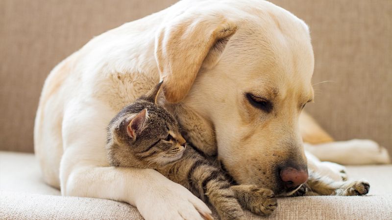 Labrador Retriever