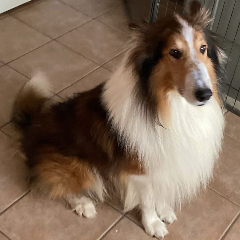 Collie