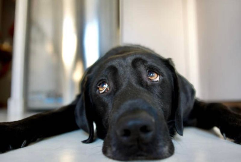 Labrador Retriever