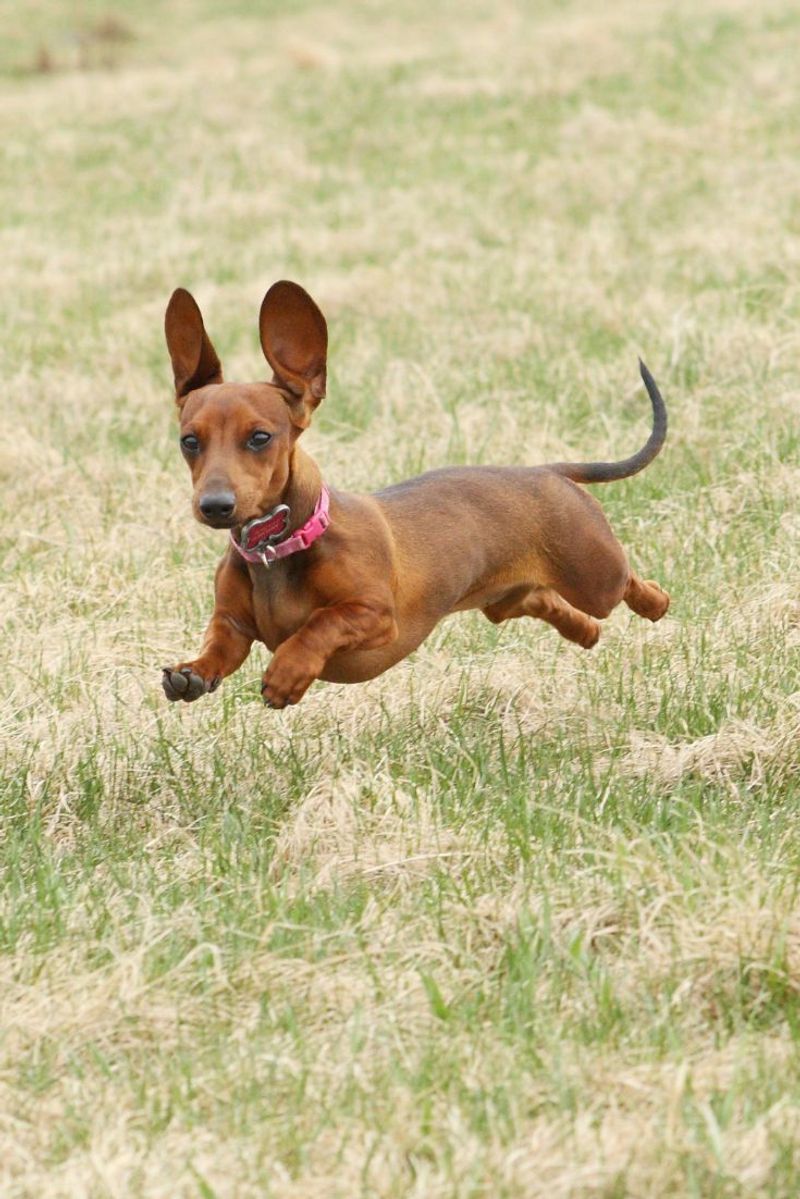 Dachshund