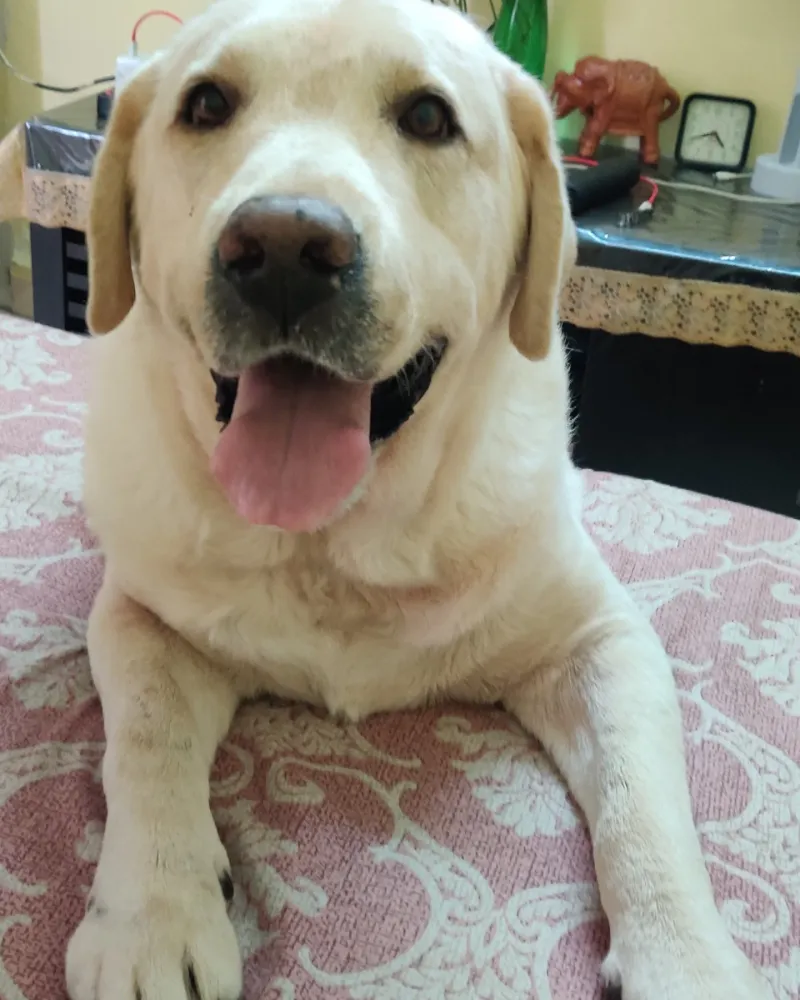 Labrador Retriever
