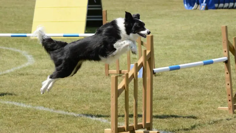 Trainability
