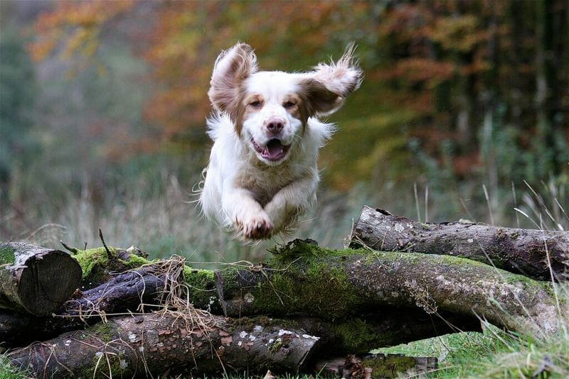 Clumber Spaniel