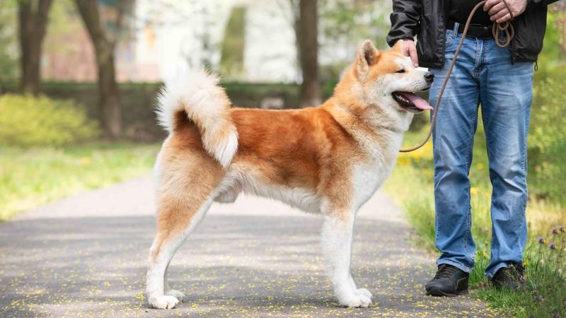 Akita