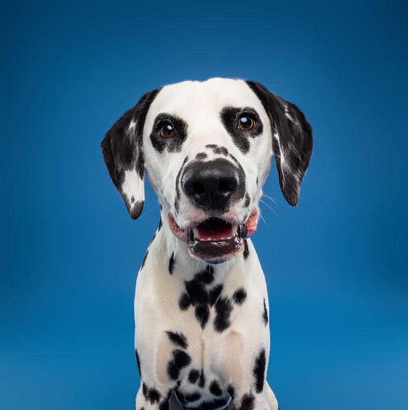 Dalmatian