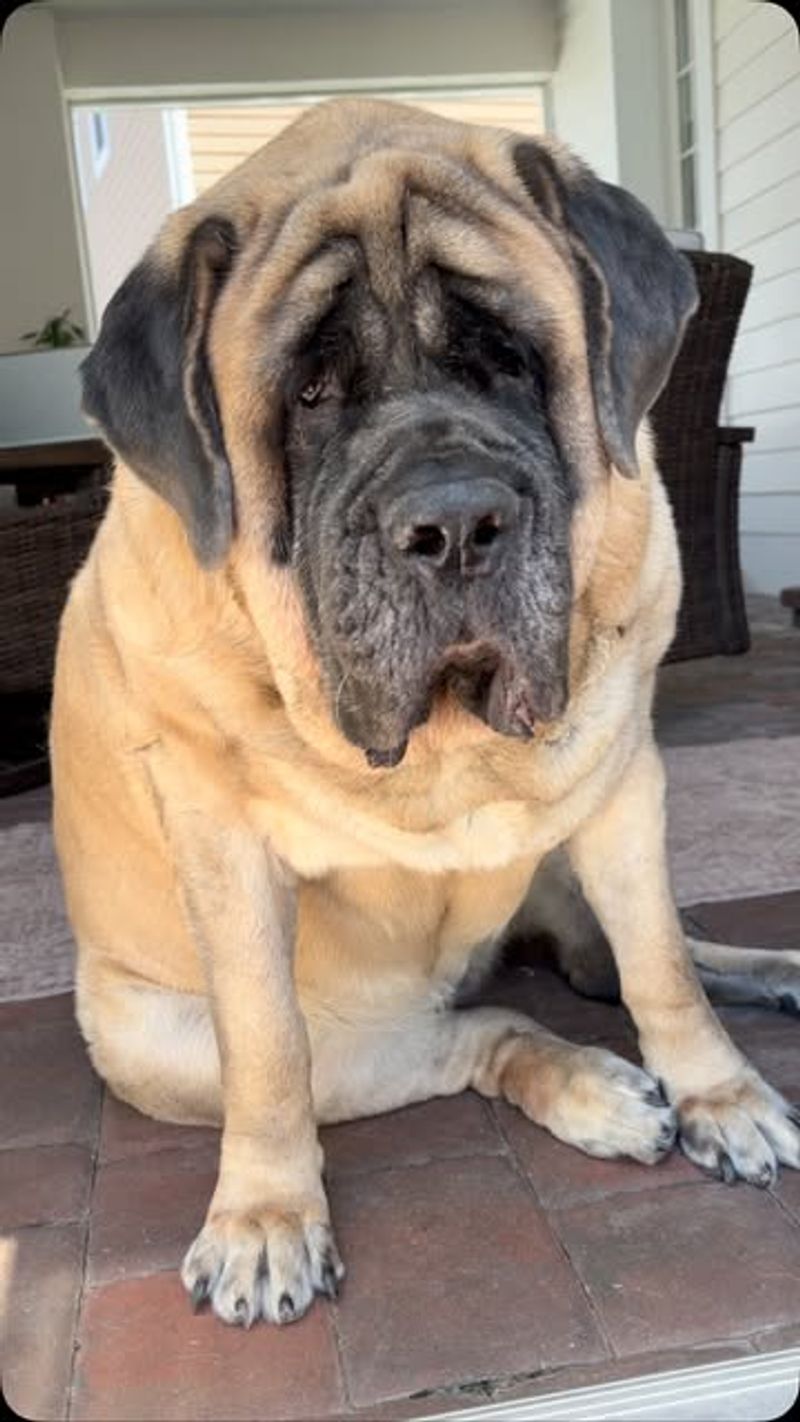English Mastiff