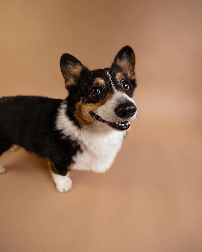 Pembroke Welsh Corgi