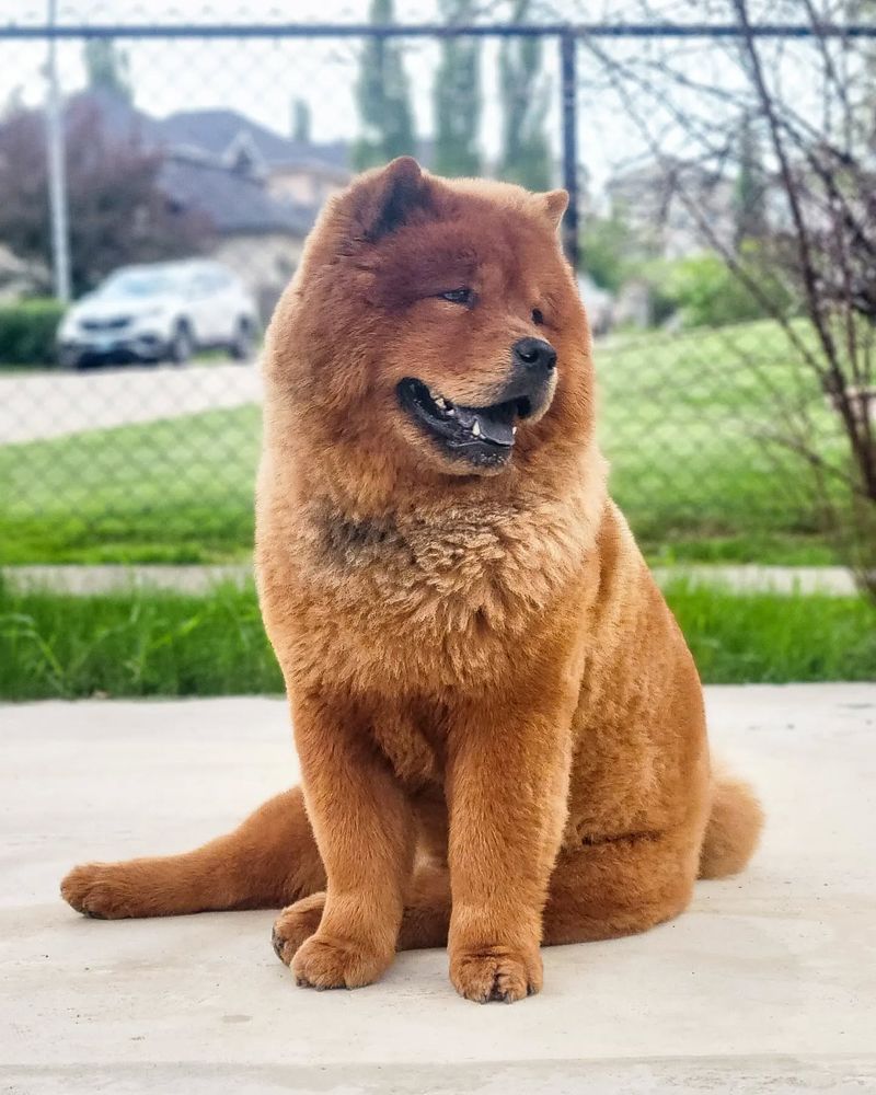 Chow Chow
