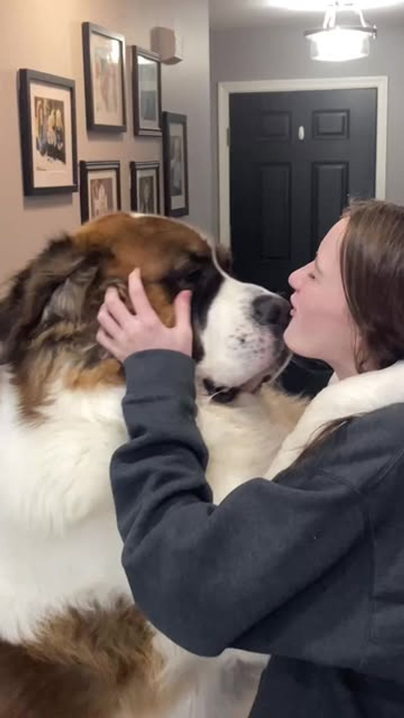Saint Bernard