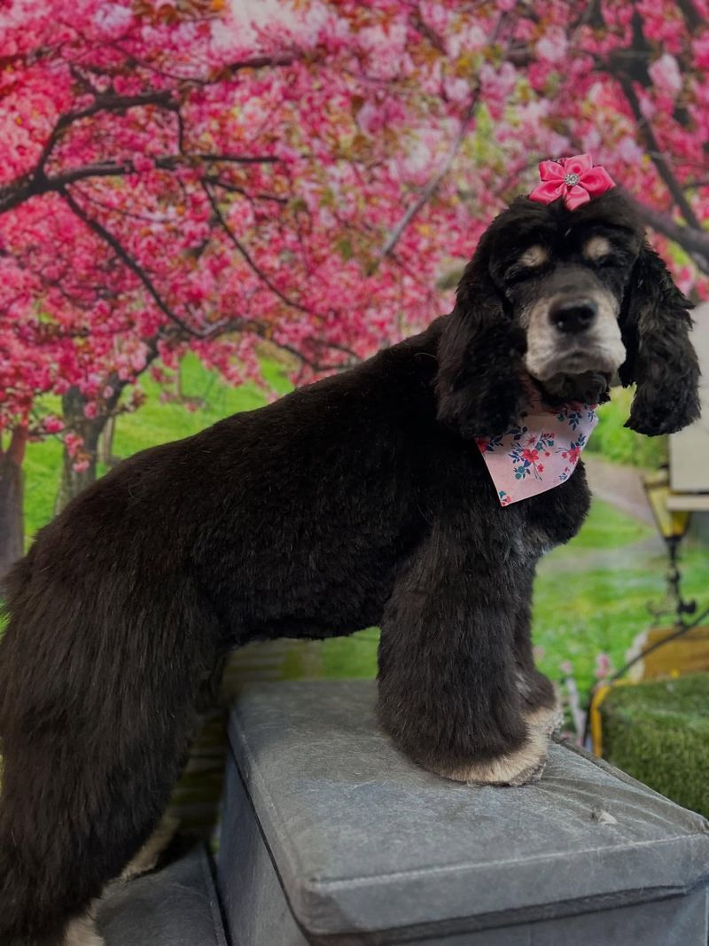 Cocker Spaniel