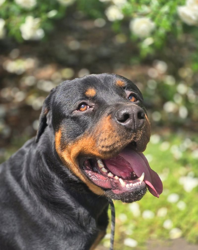 Rottweiler