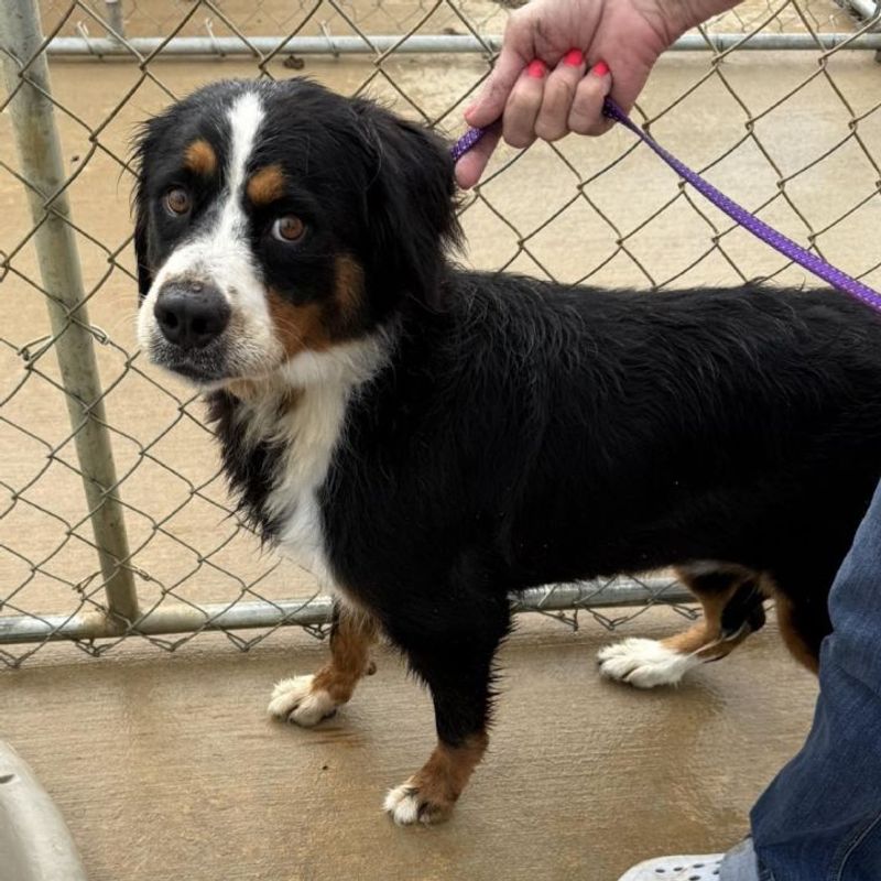 Bernese Mountain Dog