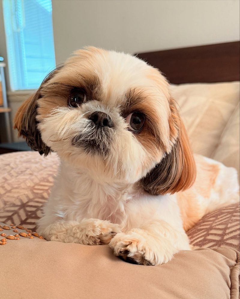 Shih Tzu