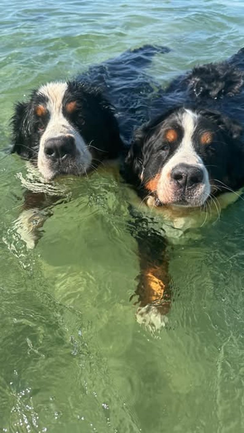 Bernese Mountain Dog