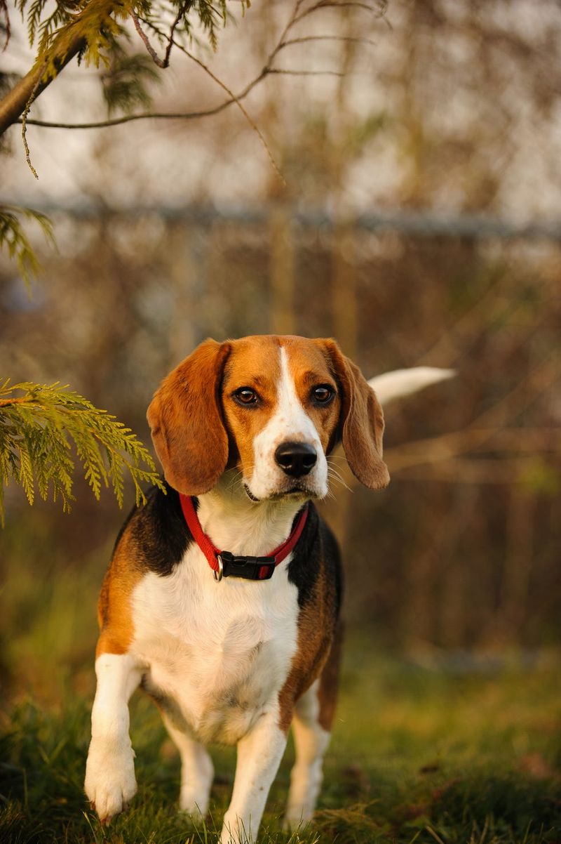 Beagle