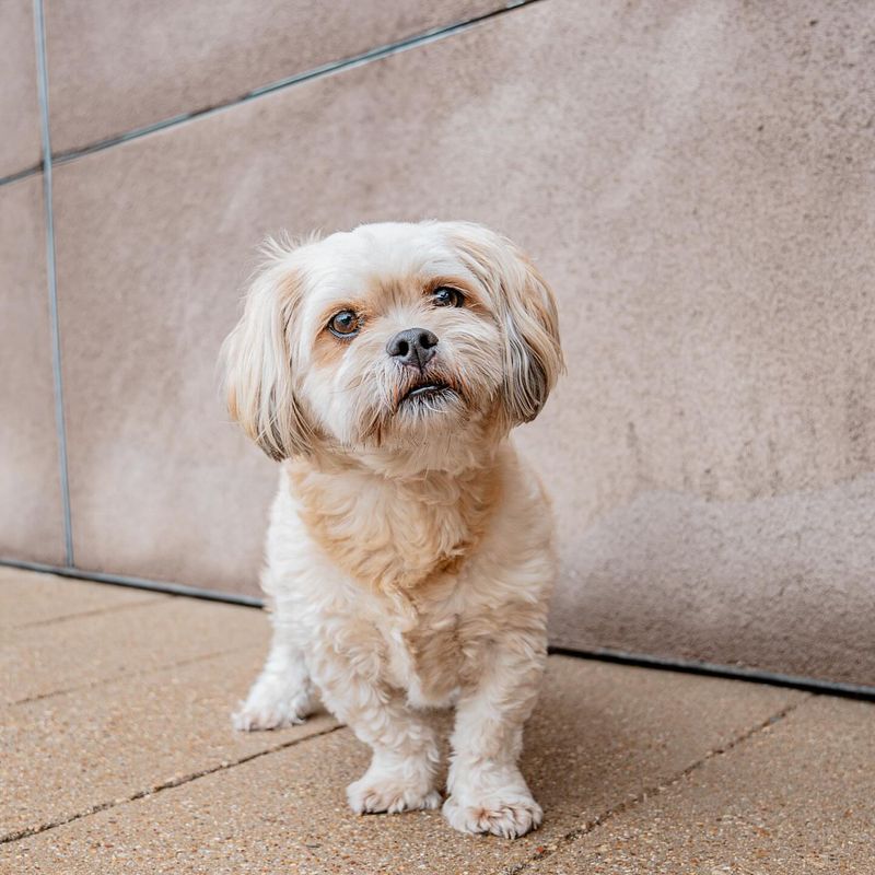 Shih Tzu