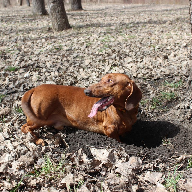 Dachshund