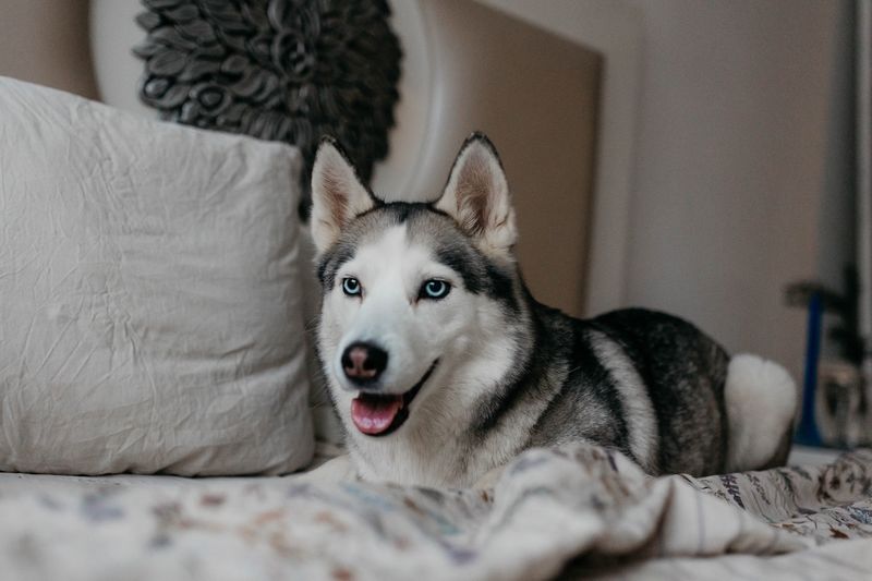 Siberian Husky
