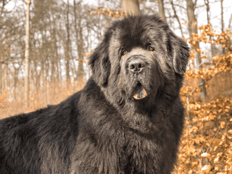 Newfoundland Dog