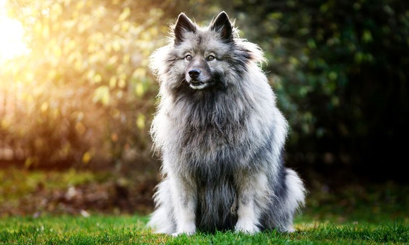Keeshond