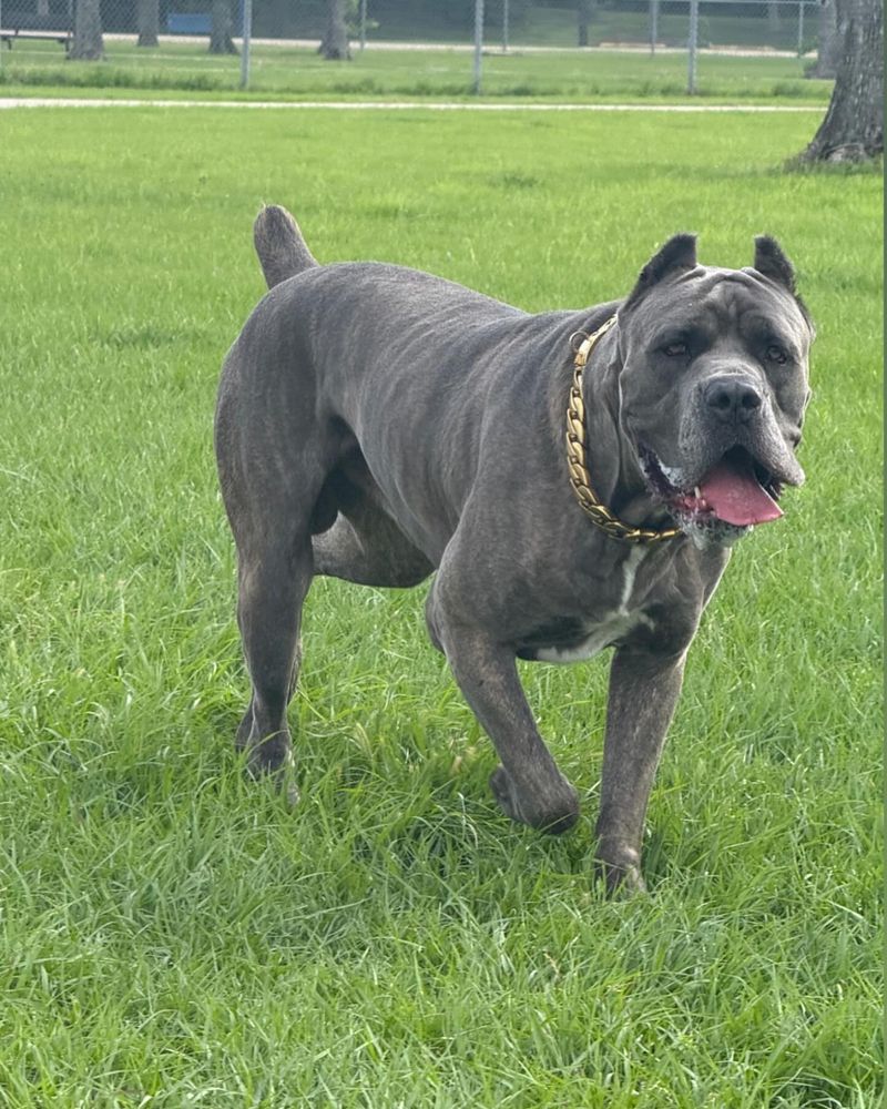 Cane Corso