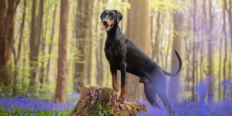 Doberman Pinscher