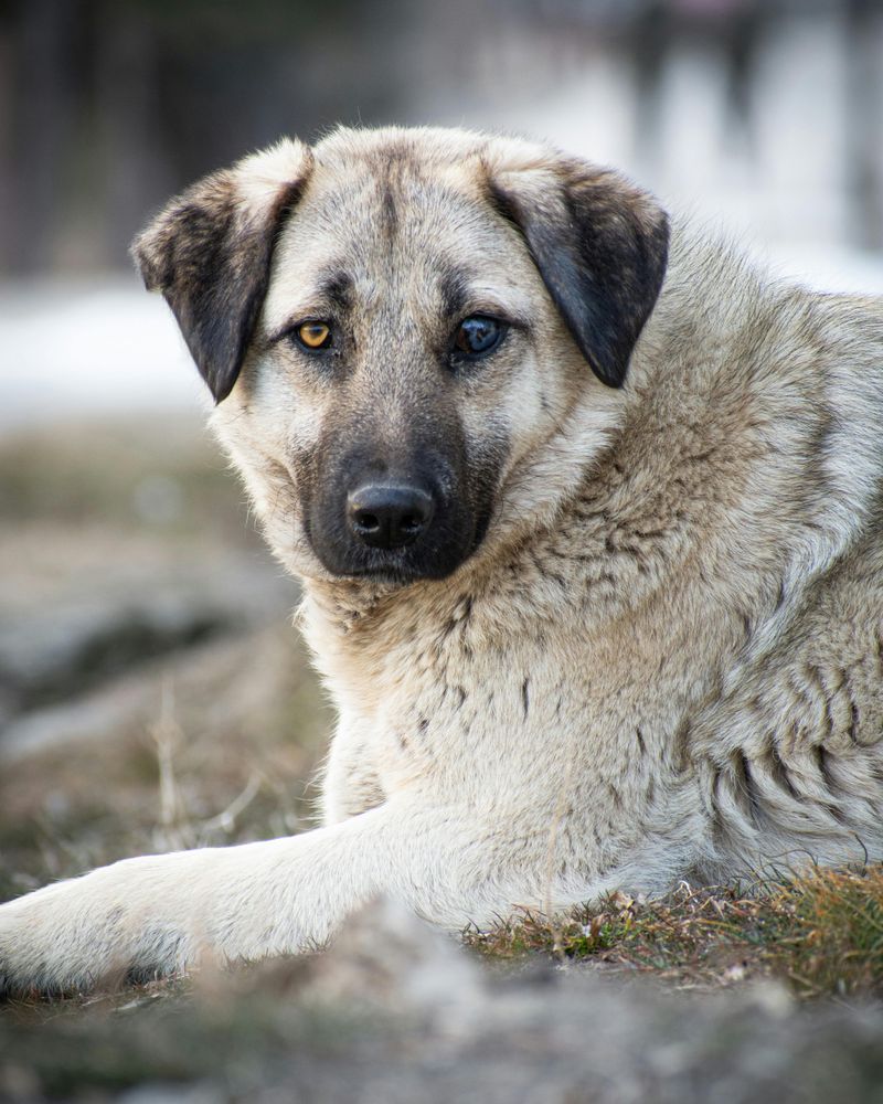 Kangal