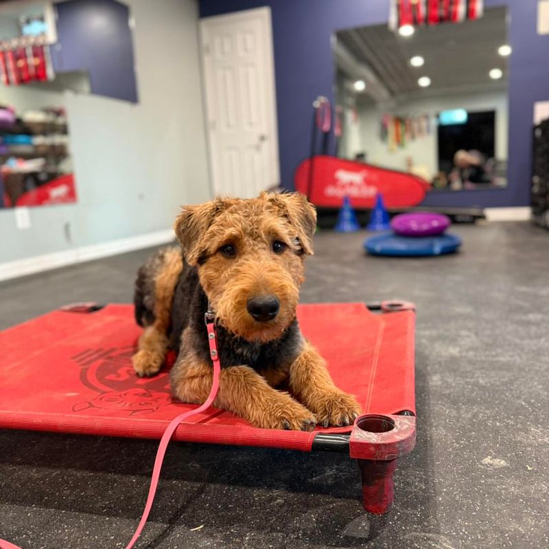 Airedale Terrier
