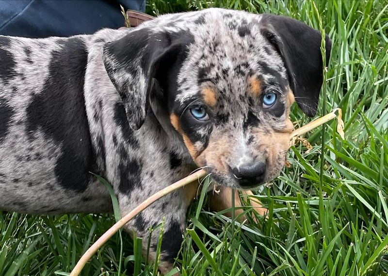 Catahoula Leopard Dog