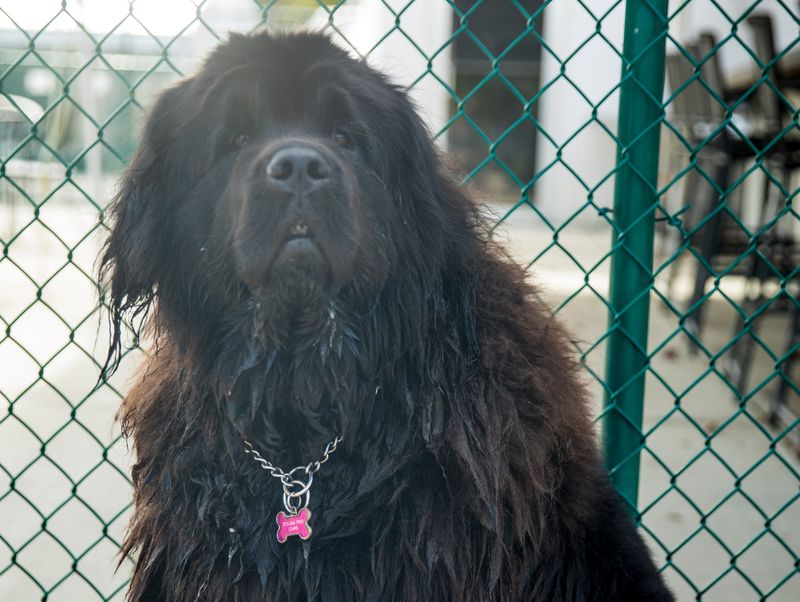 Newfoundland