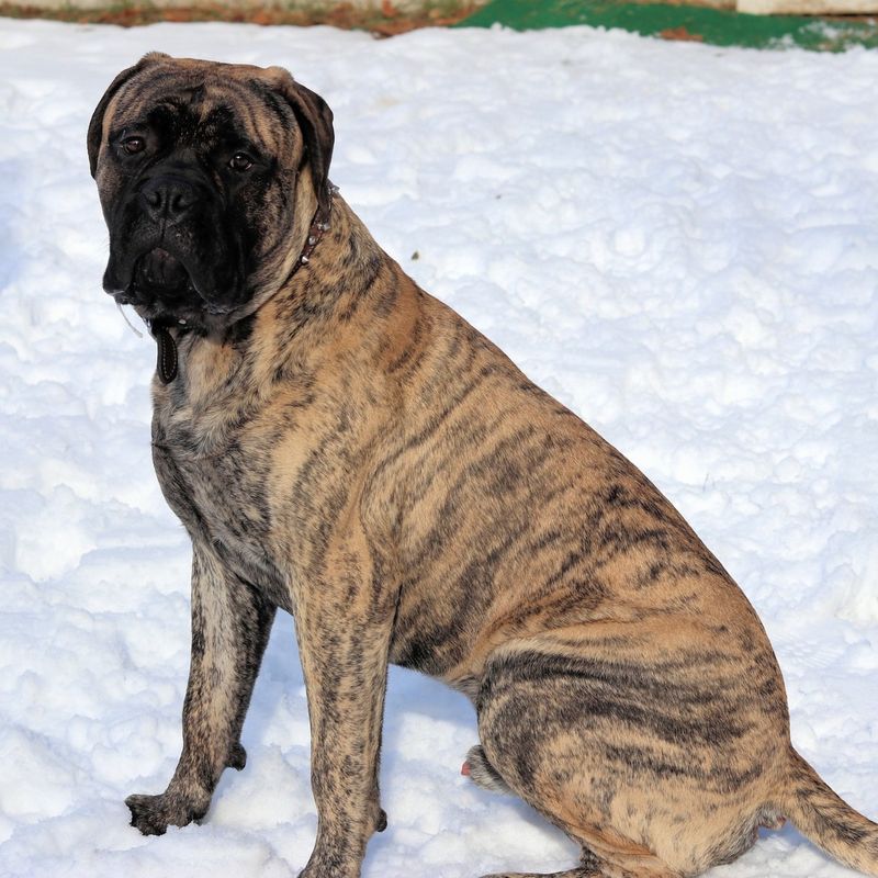 Bullmastiff