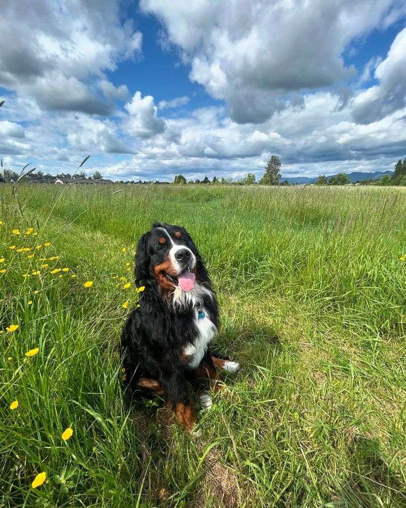 Bernese Mountain Dog