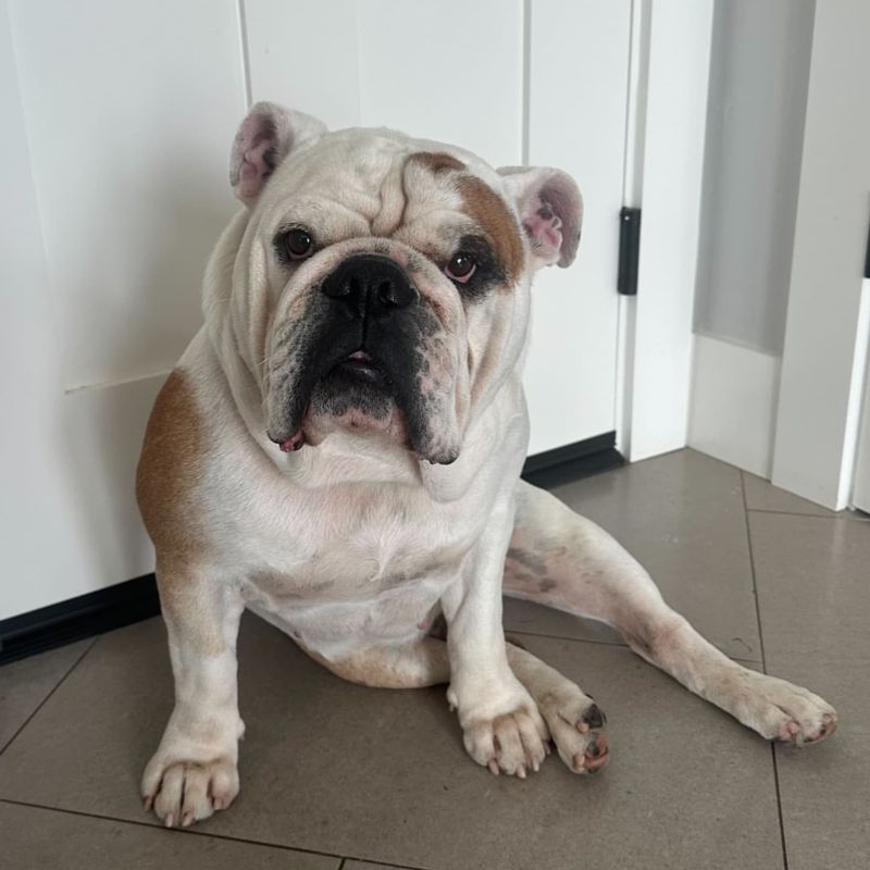 Bulldog