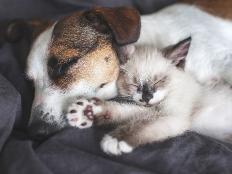 Jack Russell Terrier
