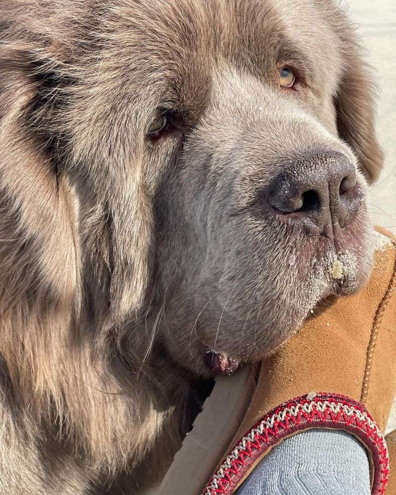 Newfoundland