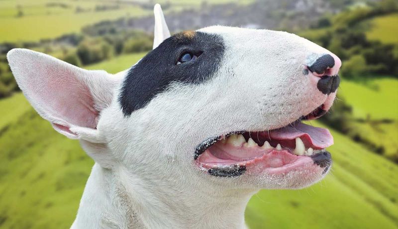 Bull Terrier