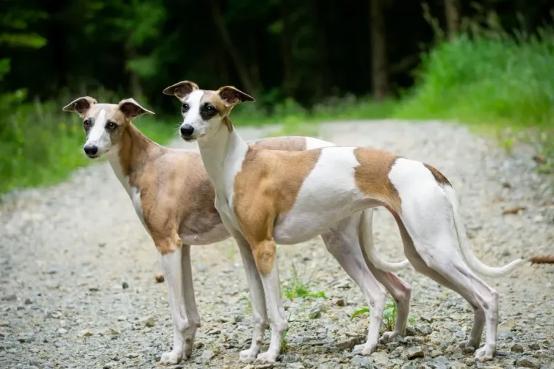 Whippet