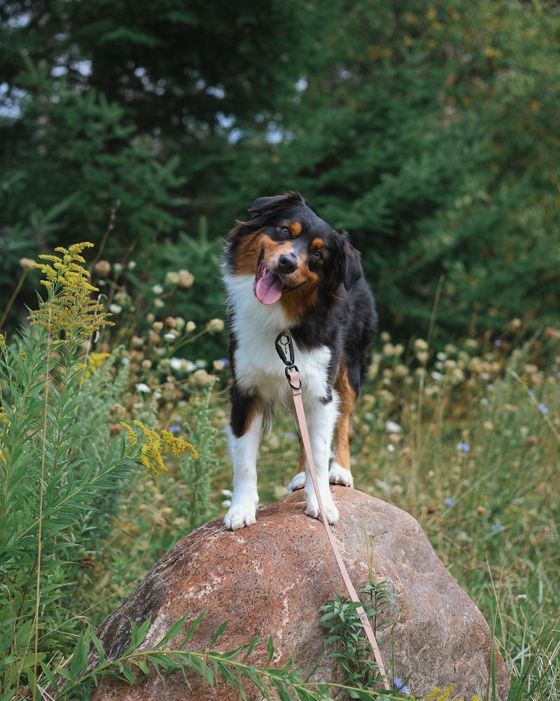 Australian Shepherd