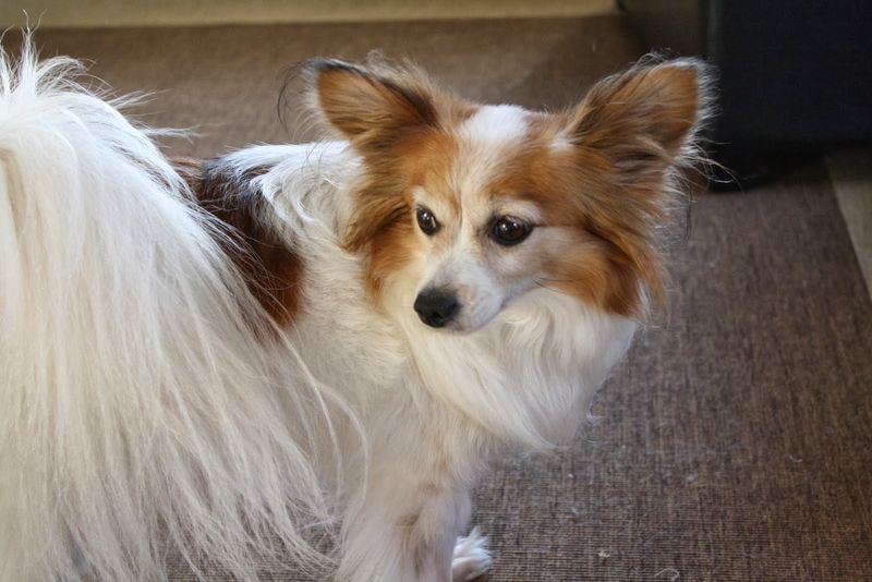 Papillon