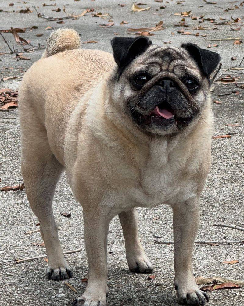 Pug