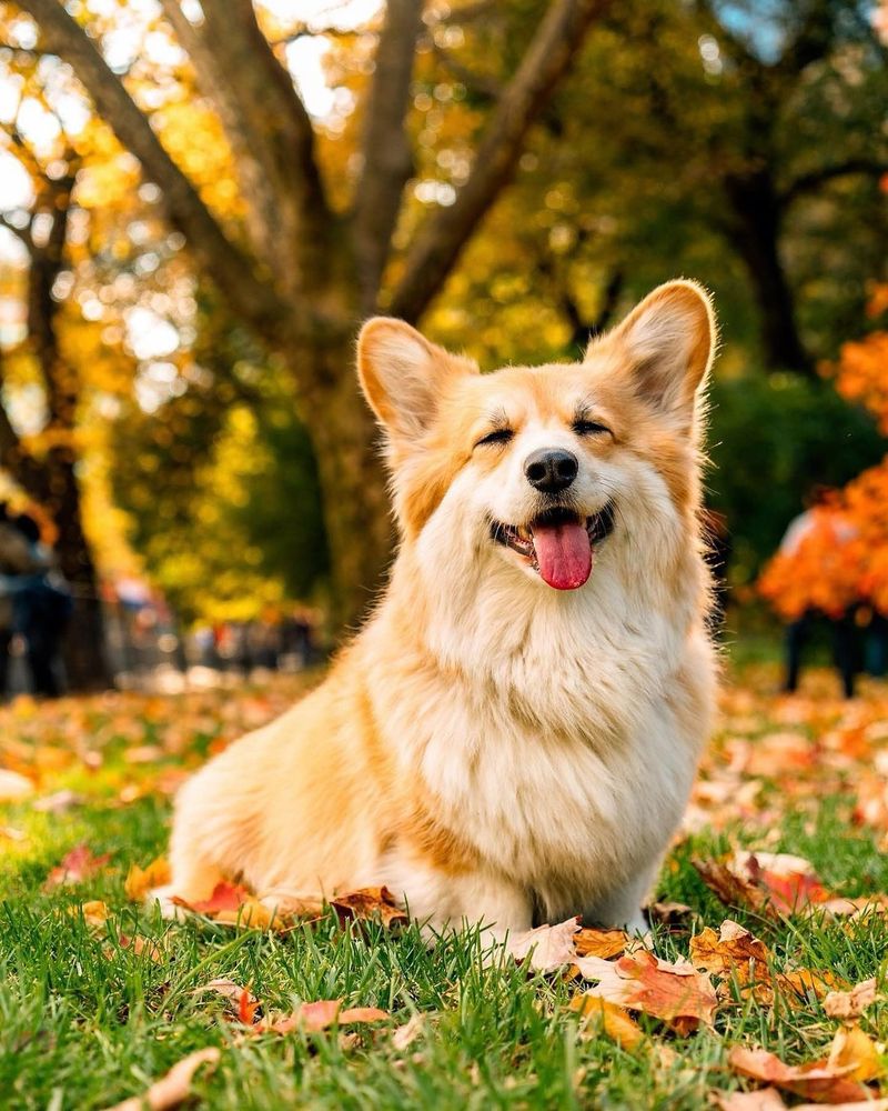 Pembroke Welsh Corgi