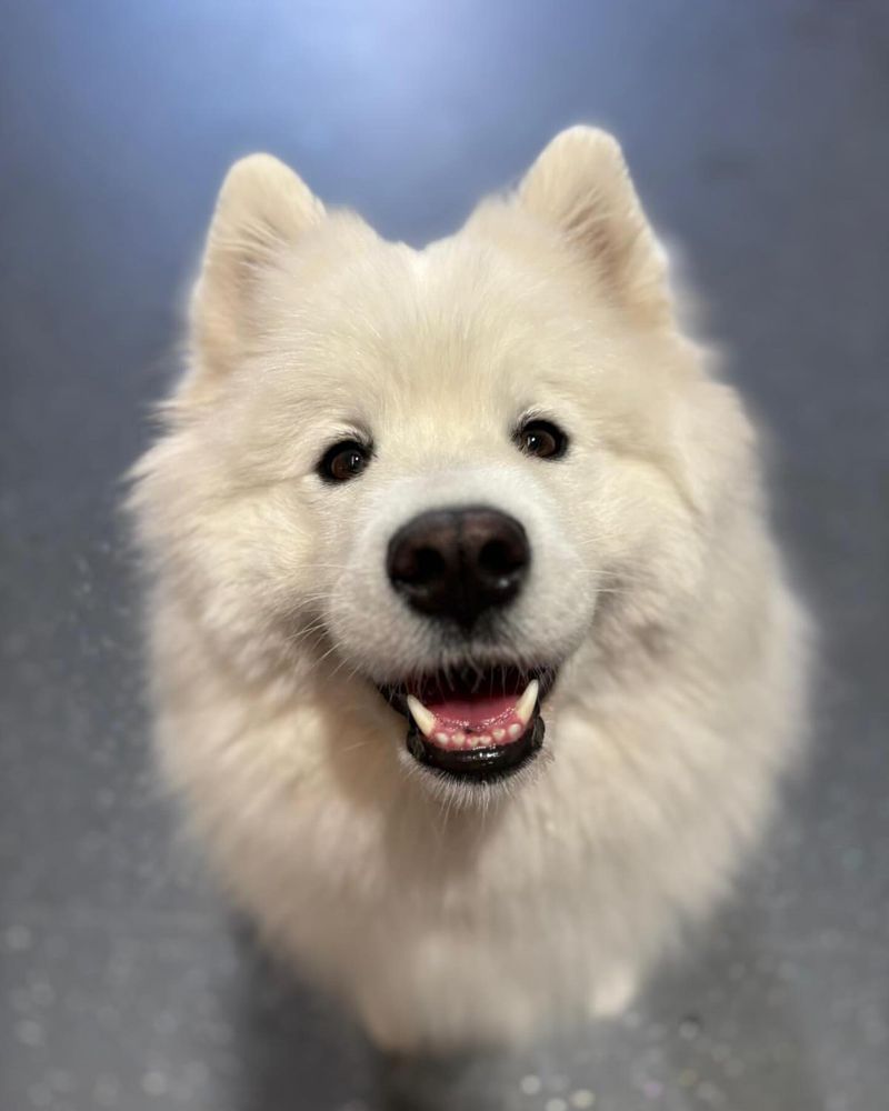 Samoyed